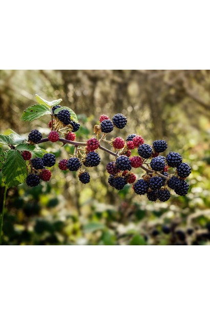 Ожина безколючкова Понка дозрівання плодів